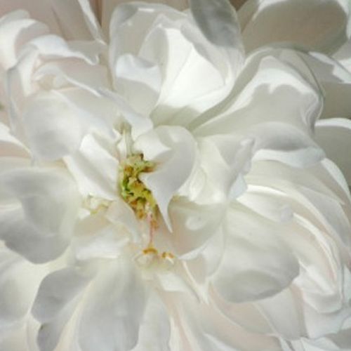 Ruže predaj - ruža perpetual hybrid - biela - Rosa White Jacques Cartier - intenzívna vôňa ruží - Knud Pedersen - Štruktúra jej kvetov je typická pre pôvodné ruže. Je možmé ju sadiť do polotieňa.